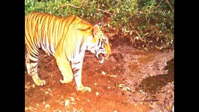 In a first, forest department camera traps record tiger at Mahavir sanctuary