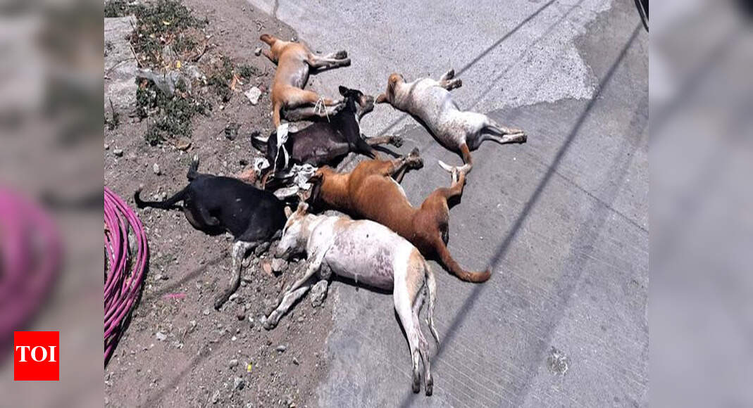 Gujarat Six stray dogs poisoned to death, two booked Rajkot News