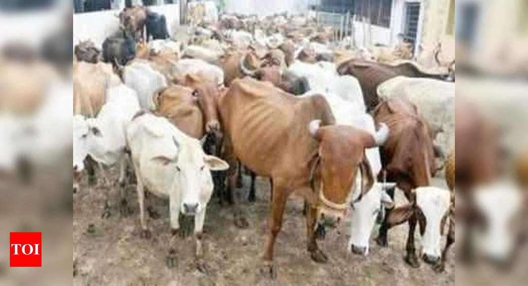 stray-cattle-menace-rampant-times-of-india