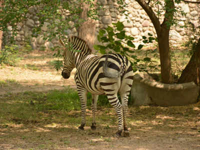 Chhatbir zoo all set to get exotic animals from Africa | Chandigarh News -  Times of India