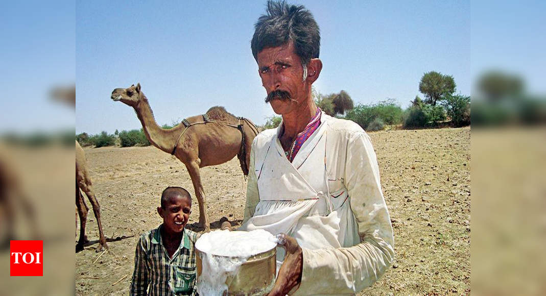 Gujarat: Camel milk sale dips, dairy to add flavours | Rajkot News