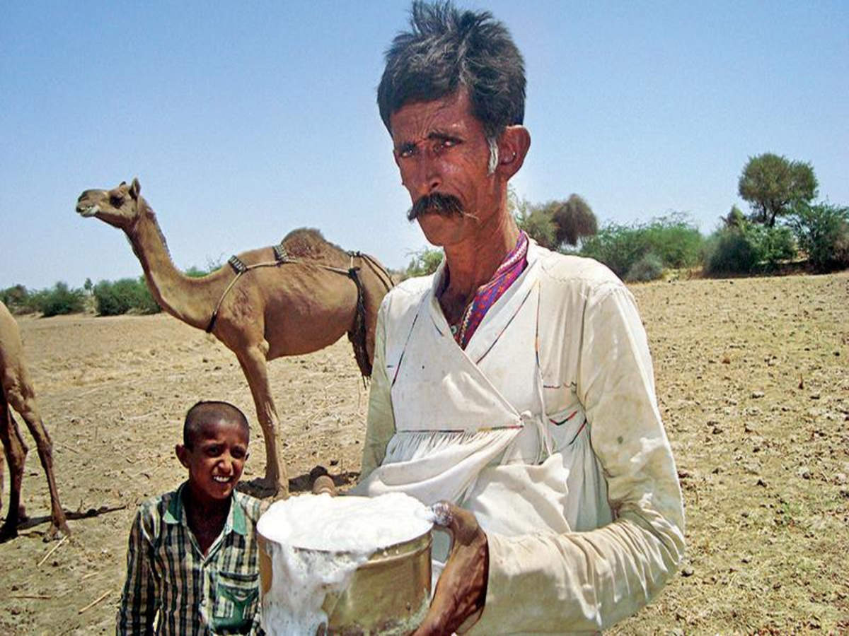 Gujarat Camel Milk Sale Dips Dairy To Add Flavours Rajkot News Times Of India