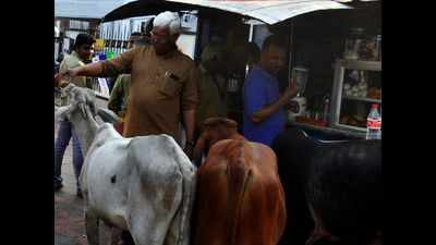 Kozhikode civic body resumes seizure of stray cattle