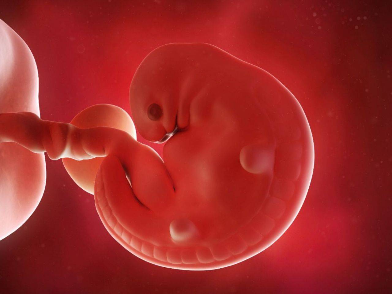 Плод 5 6 недель. Человеческий зародыш 6 недель. Эмбрион на 6 неделе беременности. Эмбрион человека 5-6 недель.