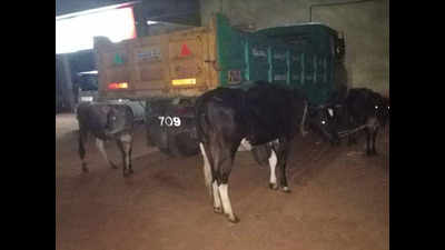 Mangaluru: Dakshina Kannada police rescue stolen cattle