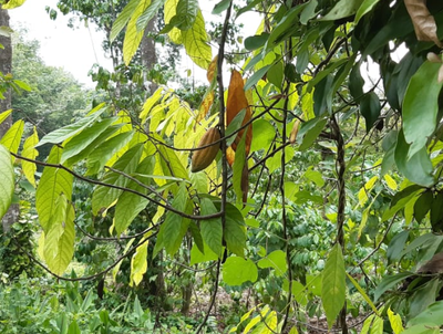 mssrf promote utilisation conservation introduce programmes community chennai biodiversity swaminathan ms foundation designed research