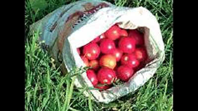 Farmer kills another over bag of tomatoes in Jabalpur