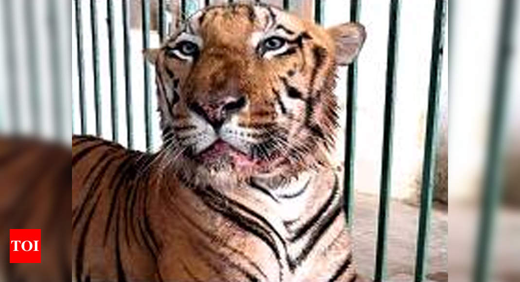 National park tiger has rare muscle cancer | Mumbai News - Times of India