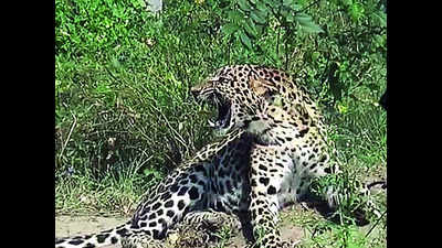 Leopard mauls woman to death in Rajaji