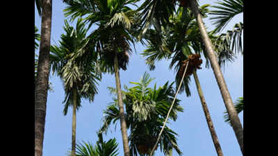 Punish officials who damaged areca nut trees or we’ll protest: Verlem villagers