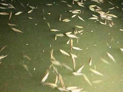 Hundreds of dead fish float on Pavana river yet again | Pune News ...