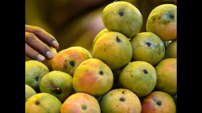 Kolhapur: End of mango season