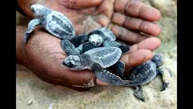 69,012 baby Olive Ridley turtles released this year