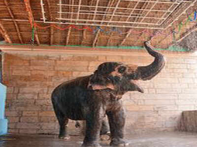As temperature soars, temple installs shower to help elephant beat the