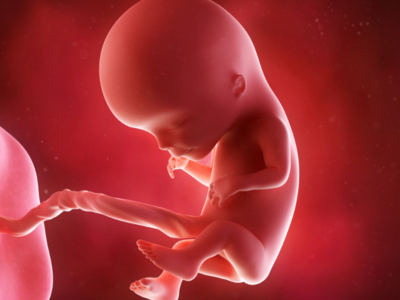 12 weeks pregnant: The baby begins to move around!