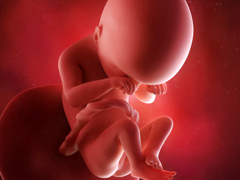 19 Weeks Pregnant Your Baby Is The Size Of A Pomegranate Times Of India