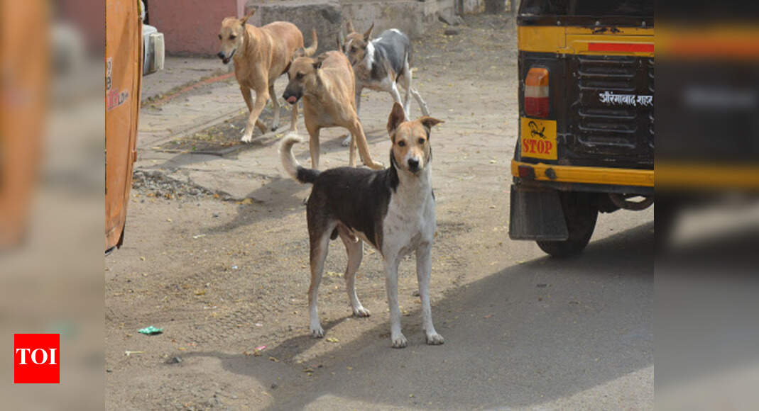 Stray dog attacks 4-year-old in Doraha | Ludhiana News - Times of India