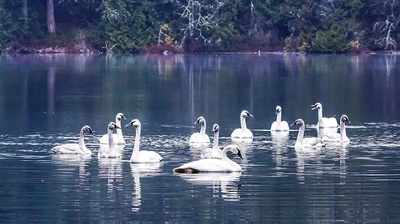 Swans to clean Telibandha Lake water