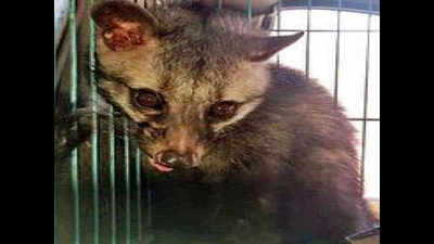 Civet rescued from Ignou in southwest Delhi