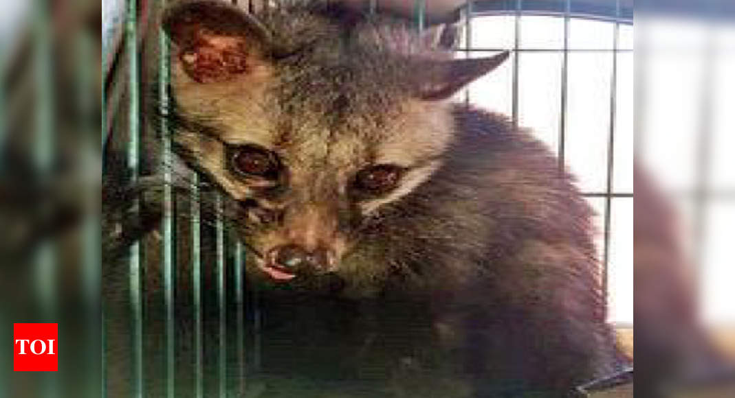 Civet rescued from Ignou in southwest Delhi | Delhi News ...