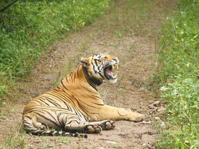 CS holds meet over shifting of villages from 3 tiger reserves