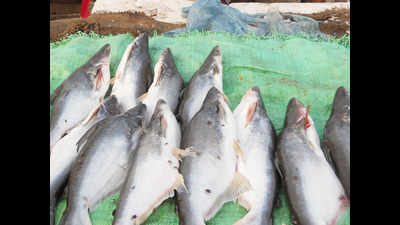 Trout fish farming a non-starter in Uttarkashi