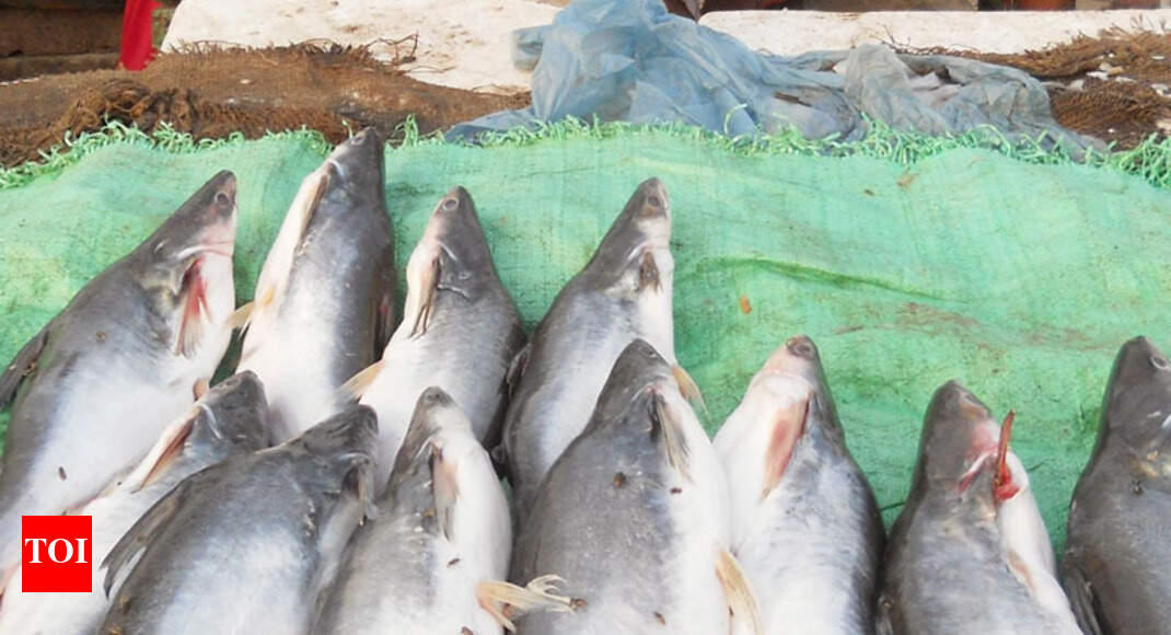 Trout fish farming a nonstarter in Uttarkashi Dehradun News Times