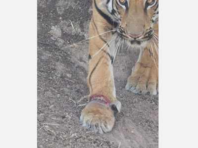 Wire snare stuck in cub’s paw in Maharashtra sanctuary