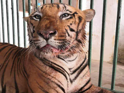 12-year-old Royal Bengal tiger dies after long cancer battle at Sanjay Gandhi National Park | Mumbai News - Times of India 12-year-old Royal Bengal tiger dies after long cancer battle at Sanjay Gandhi National Park | Mumbai News - Times of India