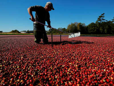 Cranberry extracts may help combat superbugs, finds study