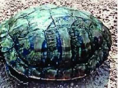 30 turtles spotted in Neknampur lake this year, count likely to rise