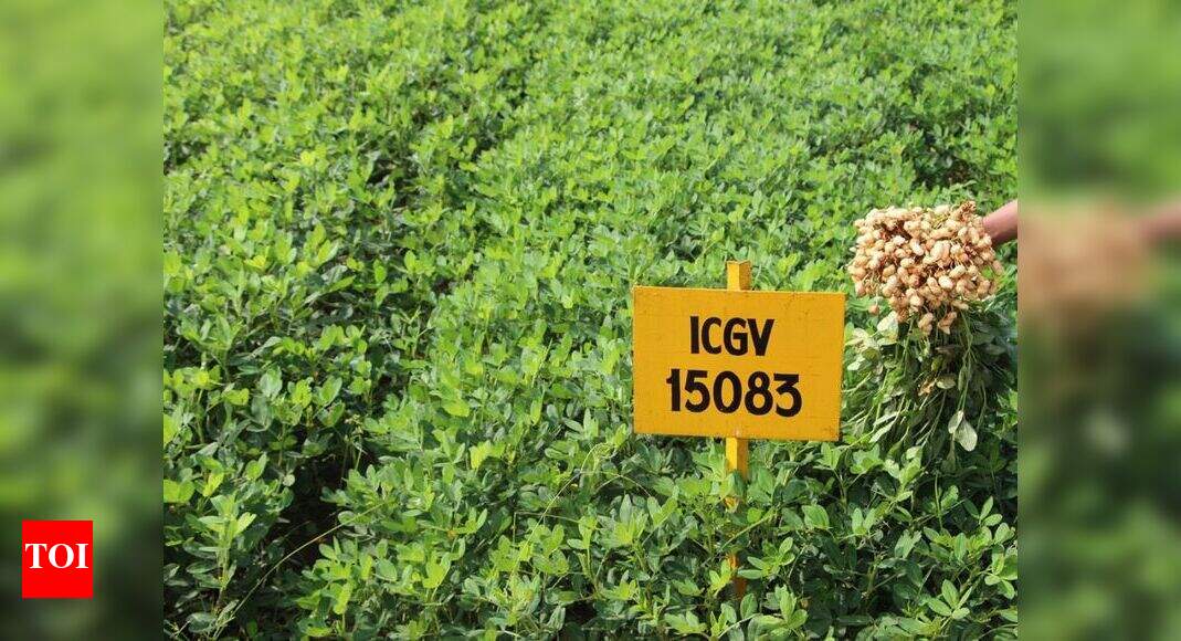 Hyderabad scientists develop new groundnut varieties | Hyderabad News ...
