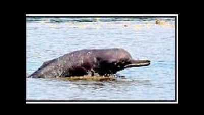 Underwater cams to unveil secrets of Chambal dolphins