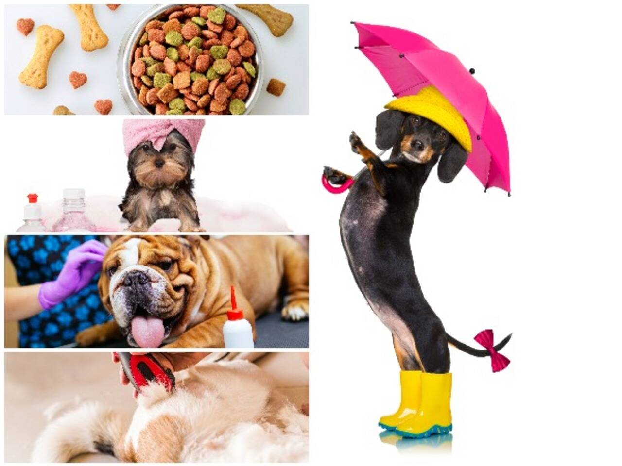 'Woof-mark' this monsoon pet care guide | Mumbai News - Times of India 'Woof-mark' this monsoon pet care guide | Mumbai News - Times of India