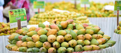 Mango lovers relish their favourite fruit in Kochi