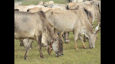 Stray cattle owners in UP's Faizabad to be booked, jailed