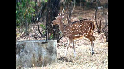 Chennai: Tubs give lifeline to wildlife in bone-dry Guindy park