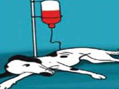 Chennai’s lone blood bank for pets in dire need of donors