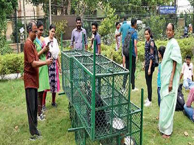 Lion cub, possibly African, three primates rescued in Kolkata | Kolkata News - Times of India Lion cub, possibly African, three primates rescued in Kolkata | Kolkata News - Times of India