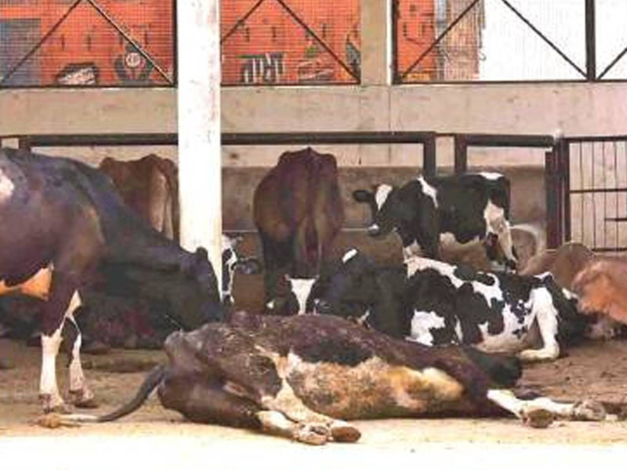 Mohali stray cattle death case: Local bodies department reverts to MC  report | Chandigarh News - Times of India