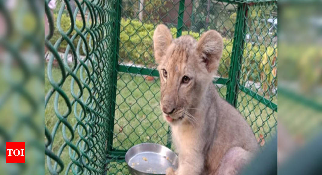 Flooded with rescued animals, Alipore zoo stares at space challenge ...