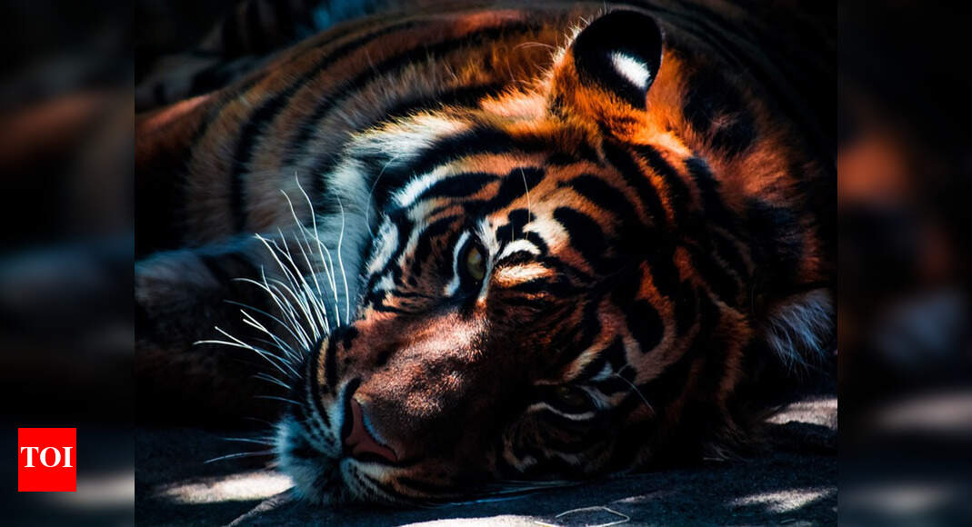 New model improves tiger number estimation | Nagpur News - Times of India
