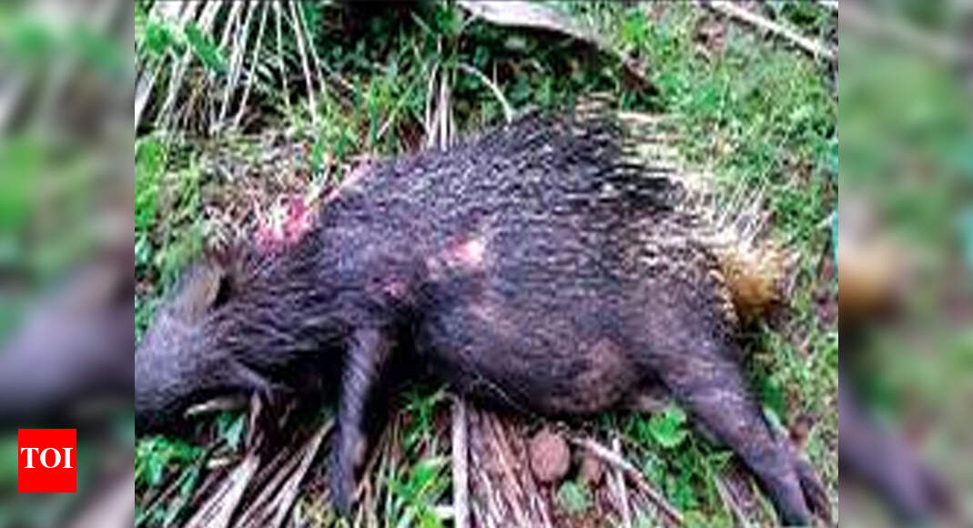 Leopard kills porcupine at Surla Goa News Times of India