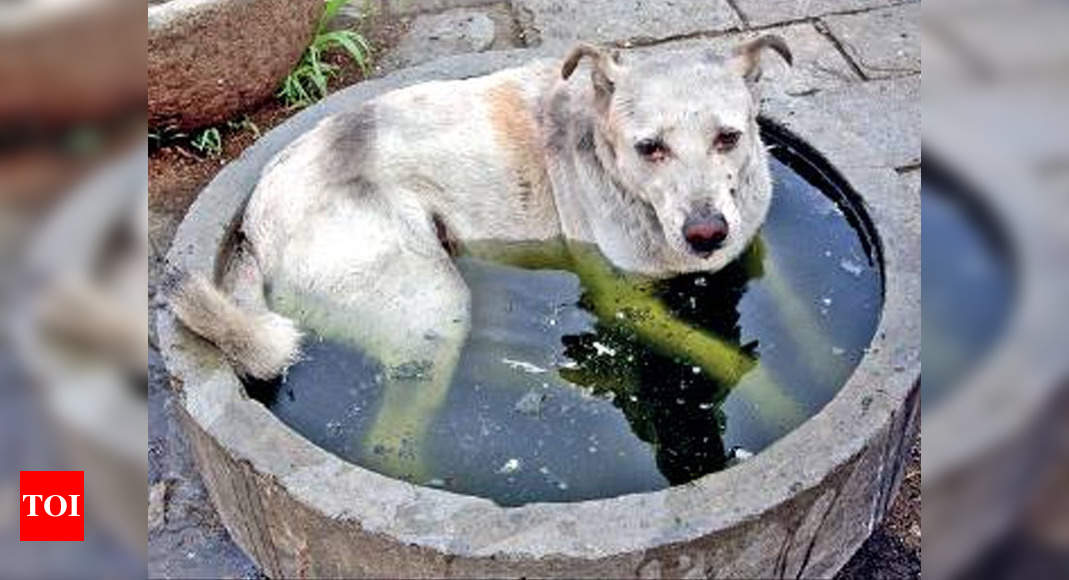 It's good karma to keep a bowl of water for strays and birds | Chandigarh  News - Times of India