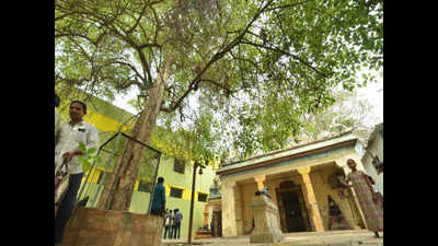 Tracing the roots of Kadamba trees in Madurai