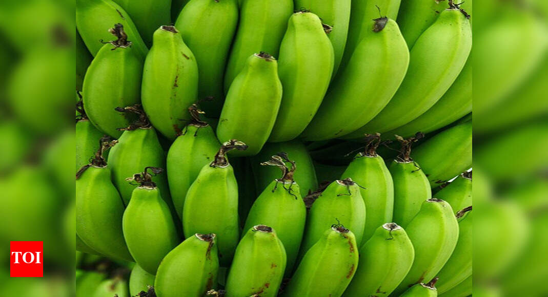 New technology to revive banana cultivation in Bihar Patna News