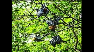 Nipah: In-depth study on fruit bats needed, says experts