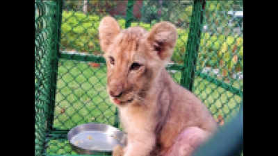 African or Asiatic? DNA tests to decode origin of lion cub