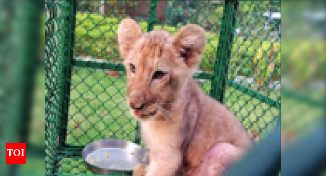 African or Asiatic? DNA tests to decode origin of lion cub | Kolkata ...