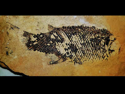 Jurassic discovery: Fossils found at Yamanapalli site in Telangana | Hyderabad News - Times of India Jurassic discovery: Fossils found at Yamanapalli site in Telangana | Hyderabad News - Times of India